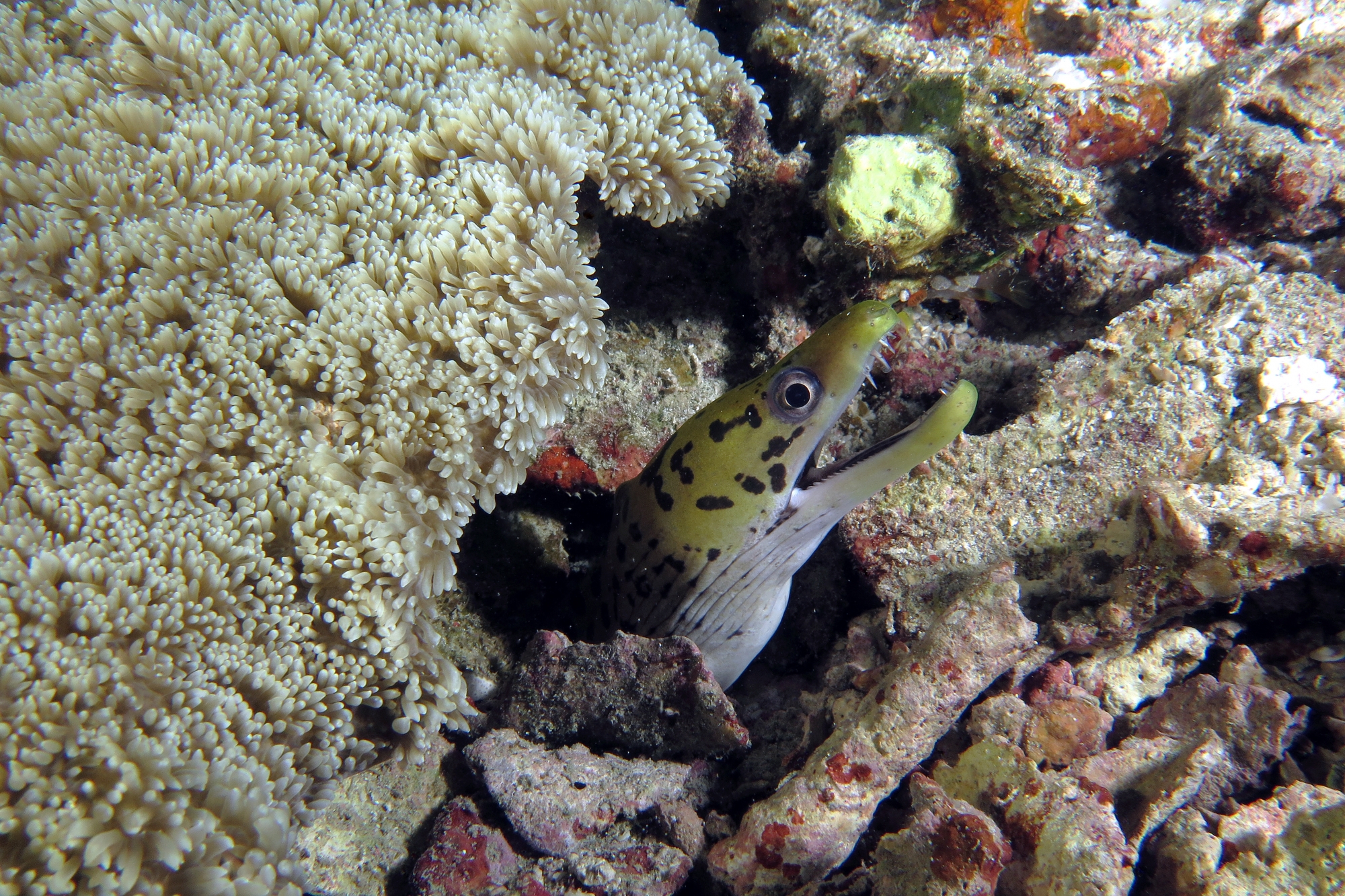 Gymnothorax fimbriatus, Rhodactis indosinensis ? (à confirmer)