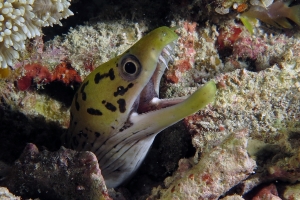 Gymnothorax fimbriatus, Rhodactis indosinensis ? (à confirmer)