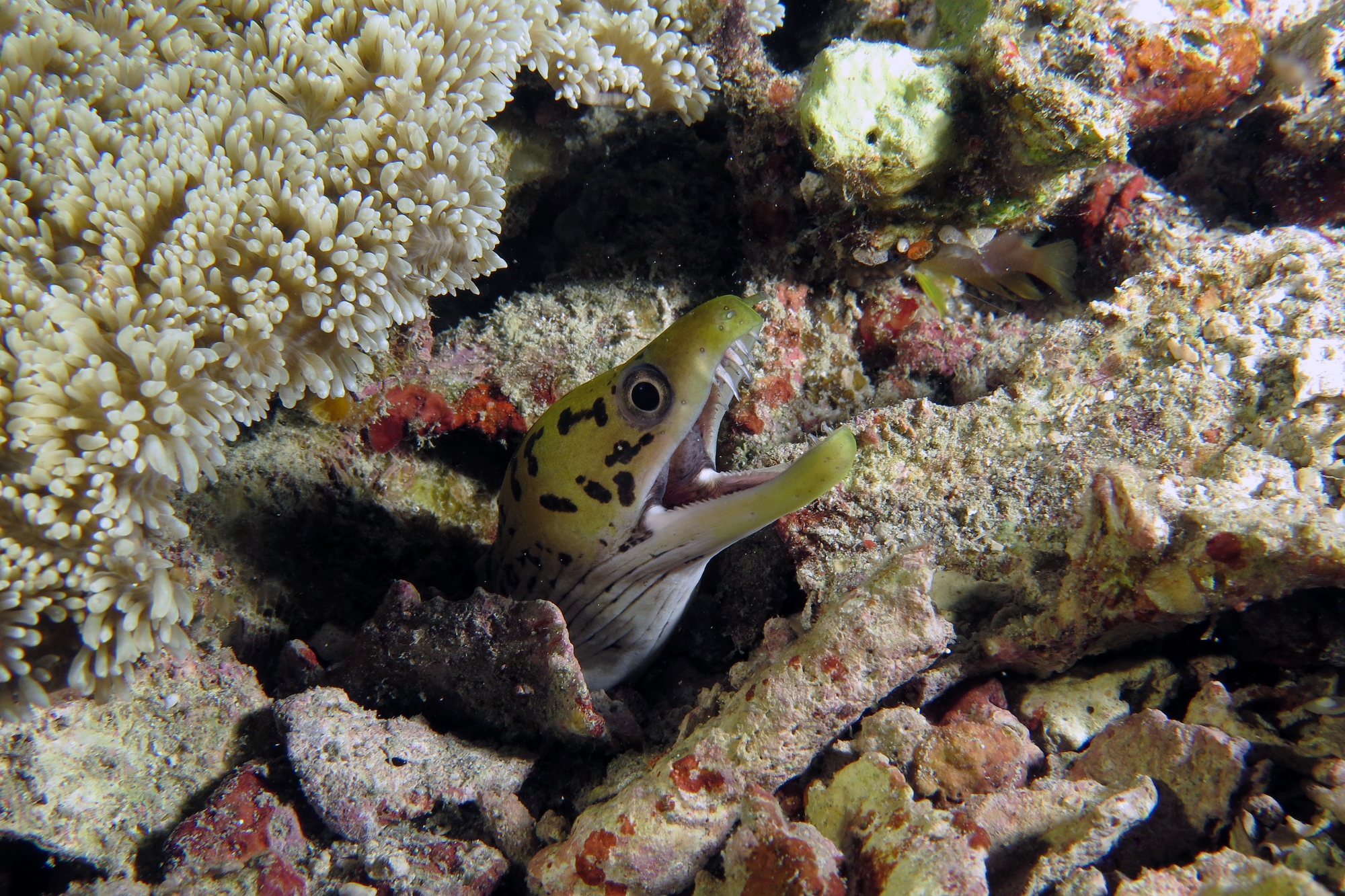 Gymnothorax fimbriatus, Rhodactis indosinensis ? (à confirmer)