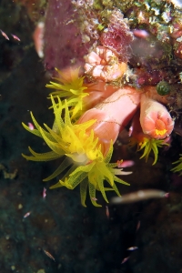 Cladopsammia gracilis