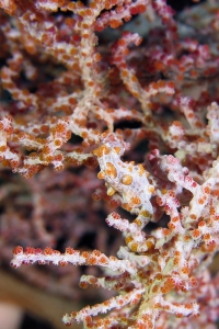 Hippocampus bargibanti, Muricella plectana