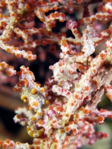 Hippocampus bargibanti, Muricella plectana