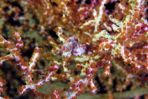 Hippocampus bargibanti, Muricella plectana