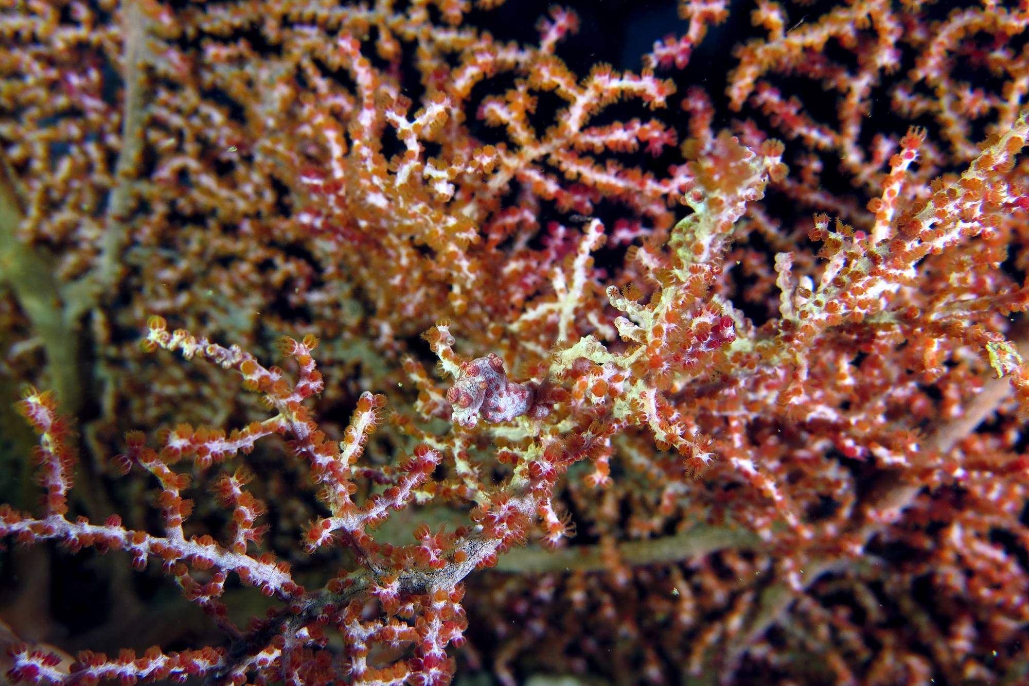 Hippocampus bargibanti, Muricella plectana