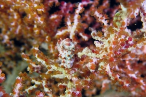 Hippocampus bargibanti, Muricella plectana