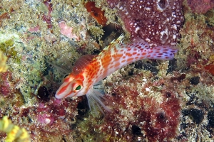 Cirrhitichthys falco, Cymothoa exigua, Ascidie sociale