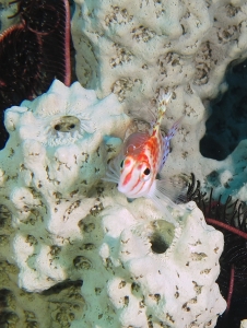 Cirrhitichthys falco, Cymothoa exigua, Liosina granularis