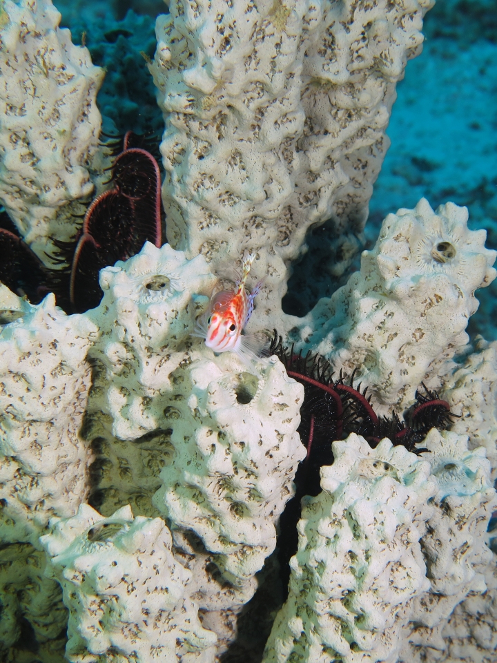 Cirrhitichthys falco, Cymothoa exigua, Liosina granularis