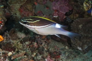 Scolopsis bilineata