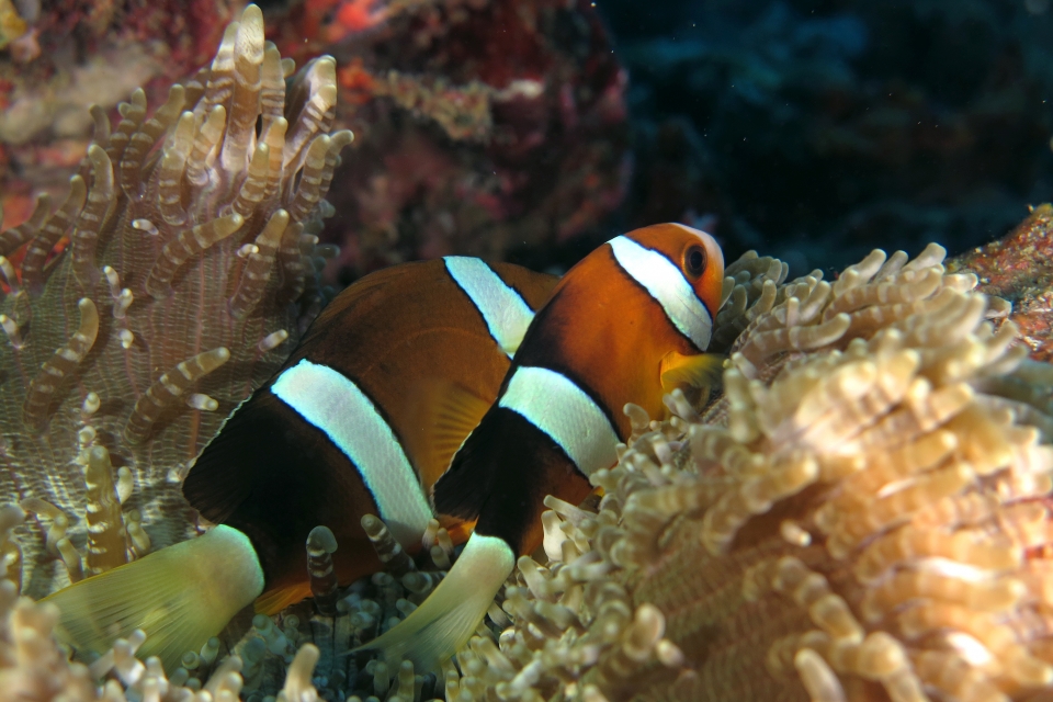 Amphiprion clarkii, Heteractis aurora