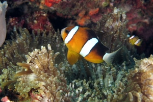 Amphiprion clarkii, Heteractis aurora