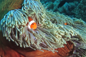 Amphiprion ocellaris, Heteractis magnifica