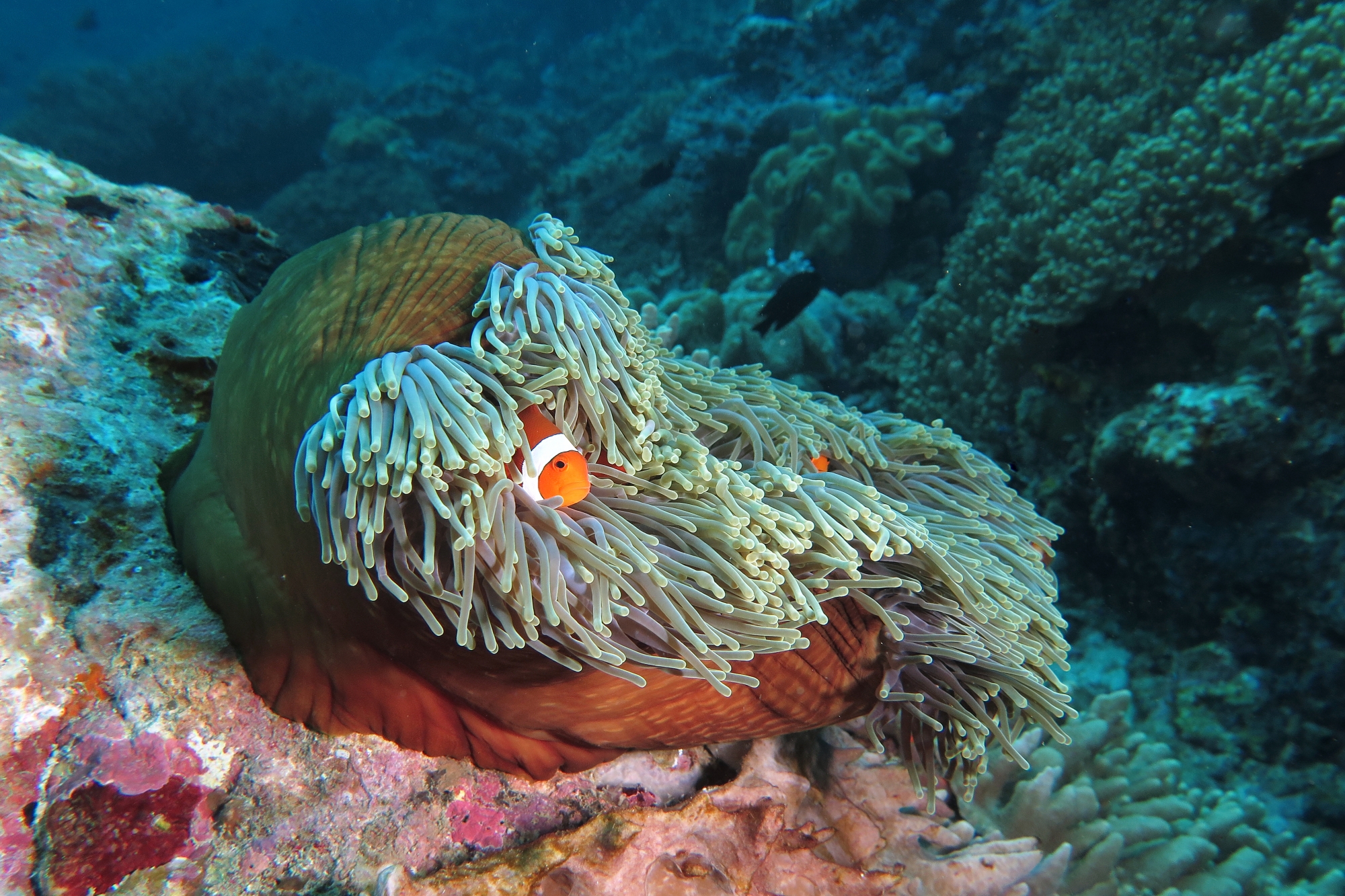 Amphiprion ocellaris, Heteractis magnifica