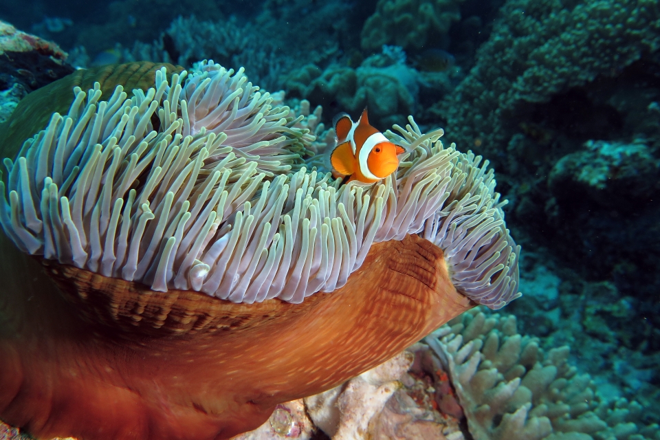 Amphiprion ocellaris, Heteractis magnifica