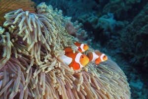 Amphiprion ocellaris, Heteractis magnifica