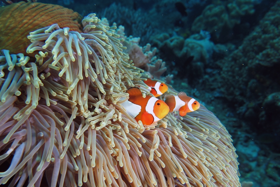 Amphiprion ocellaris, Heteractis magnifica