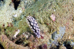 Phyllidiella rudmani