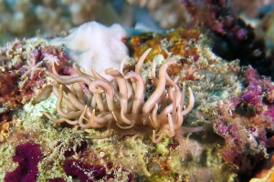 Phyllodesmium briareum