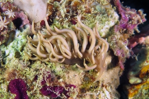 Phyllodesmium briareum