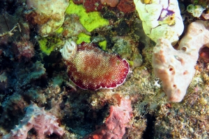 Chromodoris reticulata