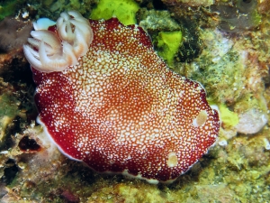 Chromodoris reticulata