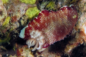 Chromodoris reticulata