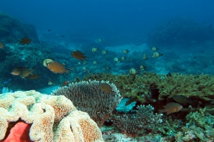 Chromis lepidolepis, Dascyllus reticulatus, Acropora