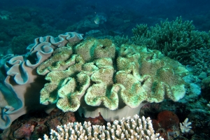 Sarcophyton glaucum ou Sarcophyton trocheliophorum