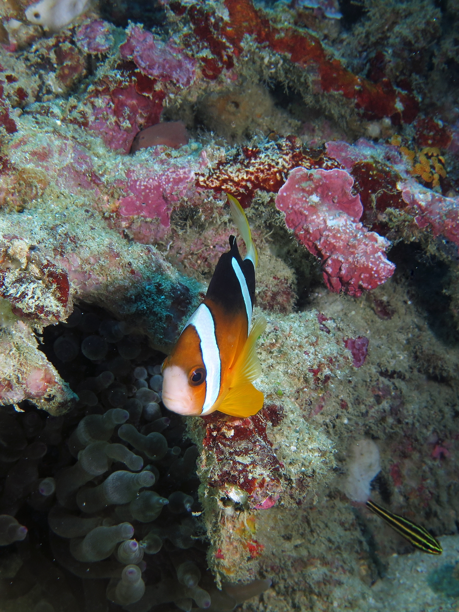 Amphiprion clarkii, Entacmaea quadricolor, Ostorhinchus nigrofasciatus