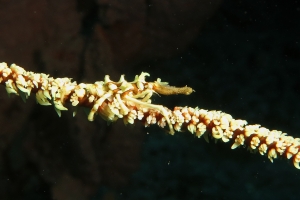 Xenocarcinus tuberculatus, Cirripathes sp