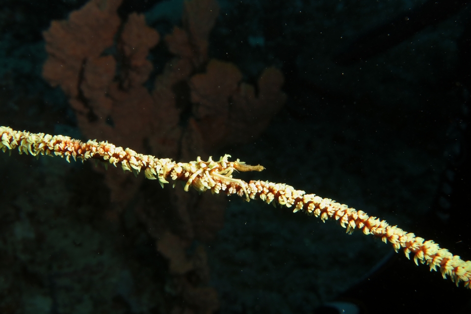 Xenocarcinus tuberculatus, Cirripathes sp