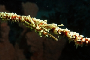 Xenocarcinus tuberculatus, Cirripathes sp