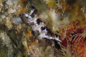 Bornella anguilla