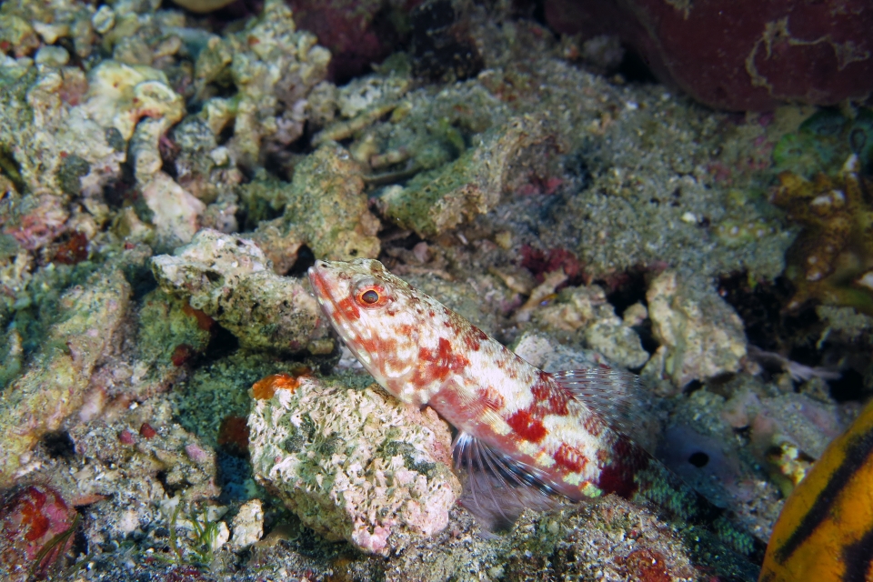 Synodus variegatus