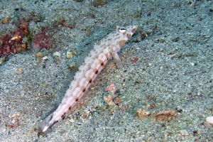 Parapercis clathrata