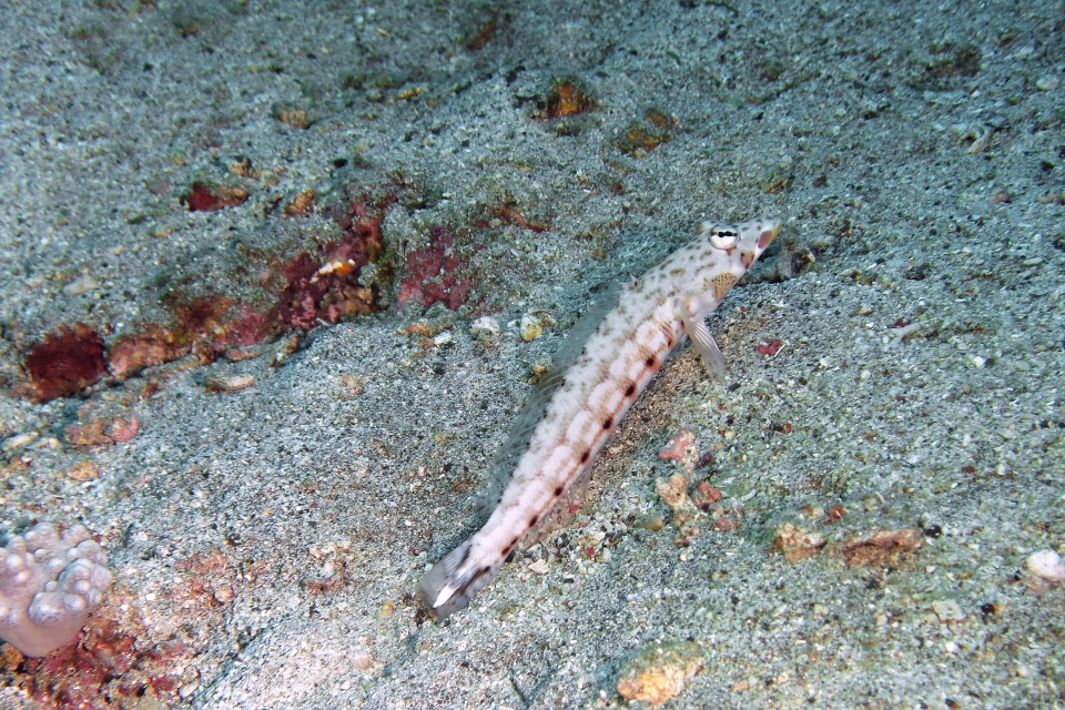 Parapercis clathrata