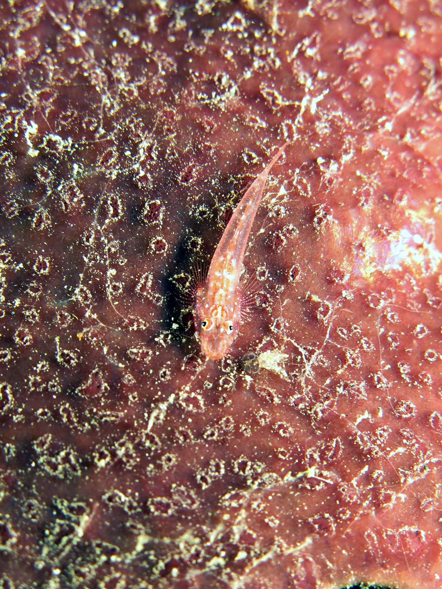 Phyllogobius platycephalops, Eponge