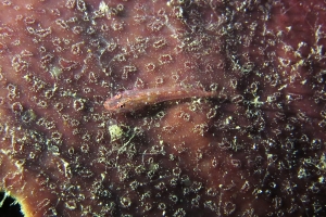 Phyllogobius platycephalops, Eponge