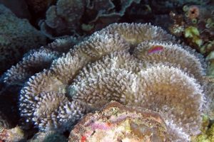 Lobophyllia flabelliformis, Cirrhilabrus sp peut-être Cirrhilabrus tonozukai