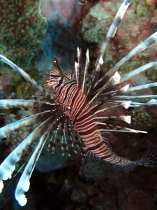 Pterois volitans