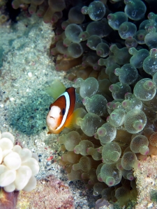 Amphiprion clarkii, Entacmaea quadricolor