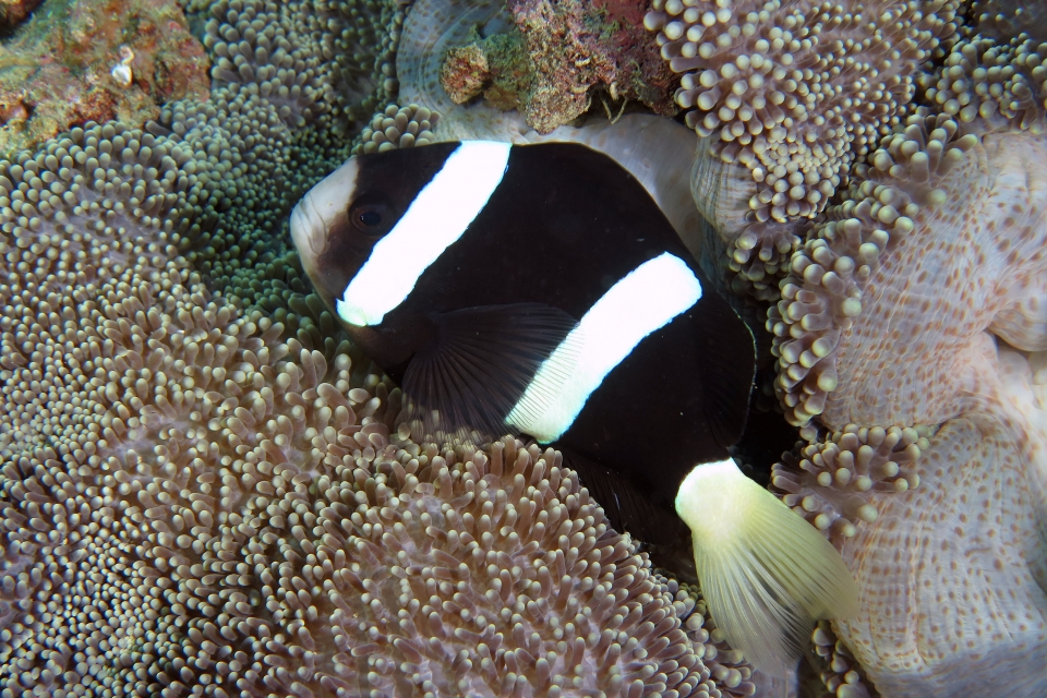 Amphiprion clarkii, Stichodactyla mertensii