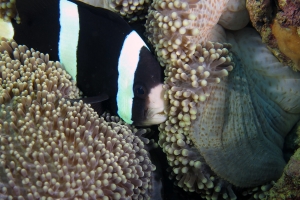 Amphiprion clarkii, Stichodactyla mertensii