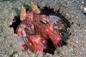 Lysiosquilla lisa