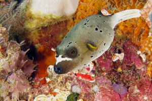 Arothron nigropunctatus