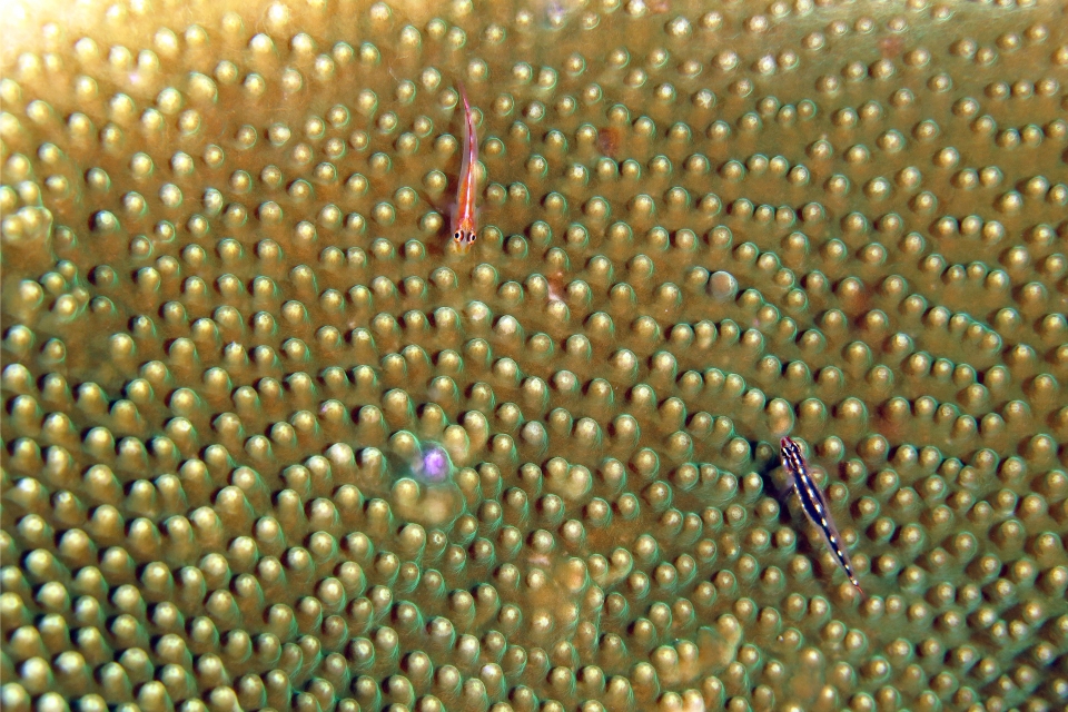 Pleurosicya micheli, Eviota sebreei, Turbinaria sp