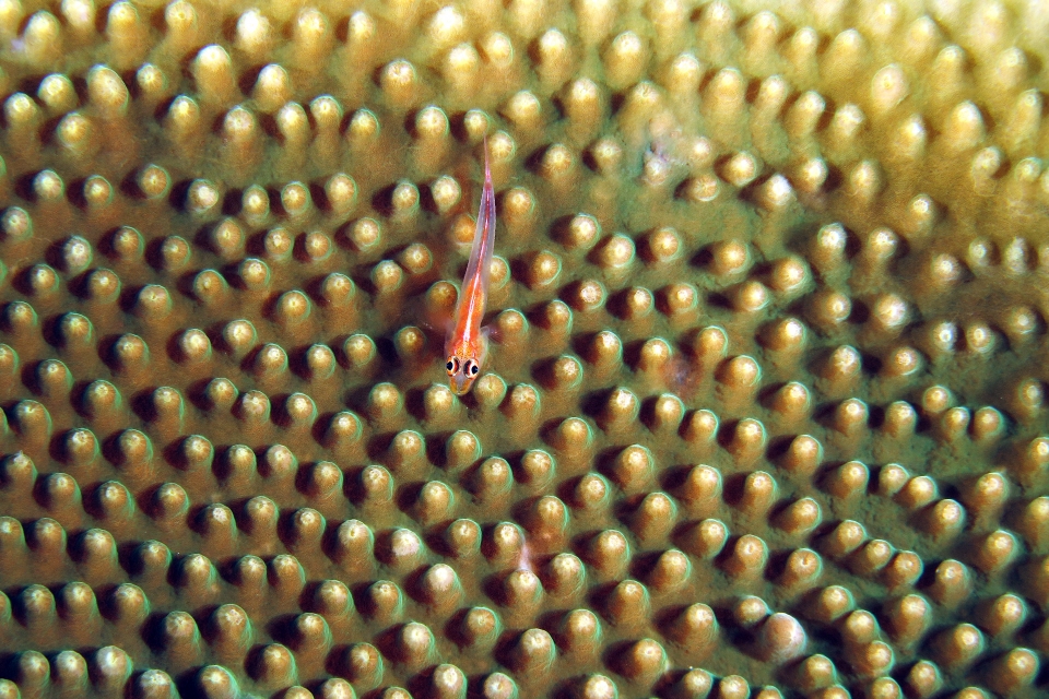 Pleurosicya micheli, Turbinaria sp