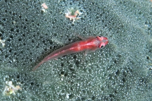 Pleurosicya micheli, Eponge