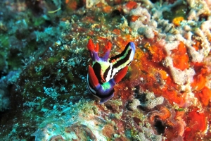 Nembrotha aurea