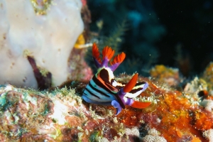 Nembrotha aurea